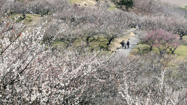 斜面が真っ白に染まった綾部山梅林＝１４日午前、たつの市御津町黒崎