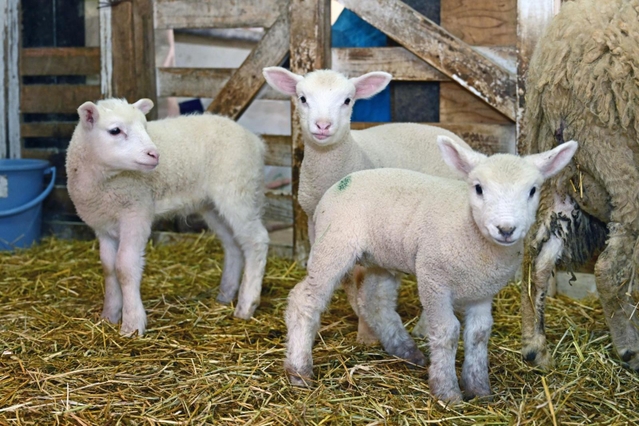 元気よく小屋の中を動き回る子ヒツジたち＝神戸市灘区六甲山町、市立六甲山牧場