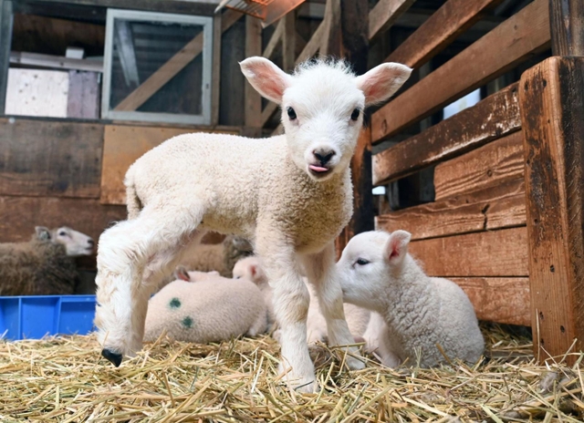 母親と一緒の小屋ですくすくと育つ子ヒツジ＝神戸市灘区六甲山町、市立六甲山牧場