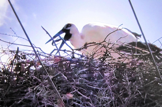 記録ビデオの映像で食べ戻しを確認したコウノトリ（淡路市提供）