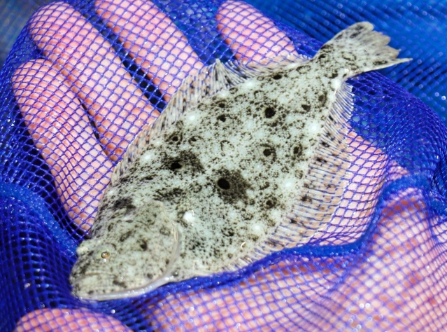 ヒラメの稚魚＝神戸市垂水区本多聞４