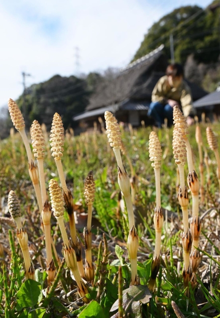 春の陽気に誘われて伸びたツクシ＝神戸市北区山田町藍那