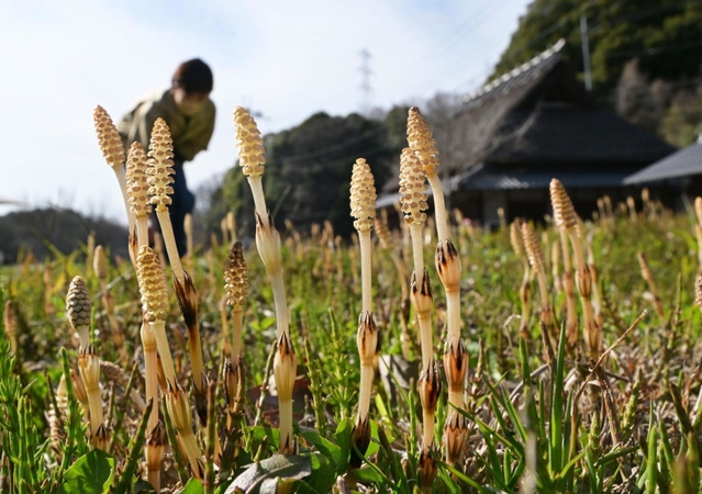春の陽気に誘われて伸びたツクシ＝神戸市北区山田町藍那