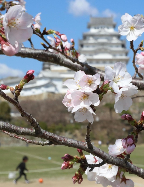 姫路城三の丸広場周辺で咲き始めたソメイヨシノ＝２２日午後、姫路市本町（撮影・辰巳直之）