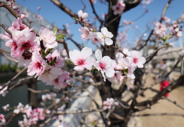薄桃色の花が美しいアーモンド＝２２日午後、神戸市東灘区魚崎浜町