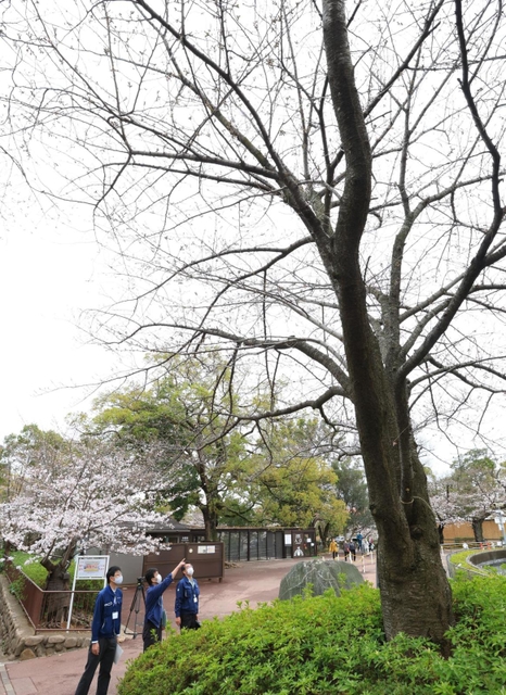 今春から新たに神戸のサクラの開花や満開の基準となった標本木のソメイヨシノ。神戸地方気象台の職員が開花を確認した＝２４日午前、神戸市灘区王子町３、王子動物園（撮影・鈴木雅之）