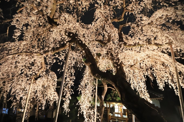 地元の人たちが集まった夜桜観賞会。しの笛奏者が美しい音色を響かせた＝兵庫県川西市赤松