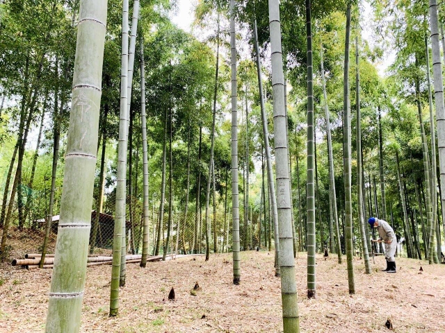 春の生命力の息吹を感じさせる太市地区の竹林＝姫路市西脇