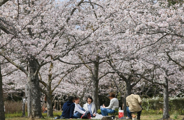 ソメイヨシノが咲き誇る園内＝稲美町草谷、さくらの森公園