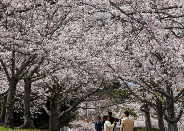 ソメイヨシノが咲き誇る園内＝稲美町草谷、さくらの森公園 