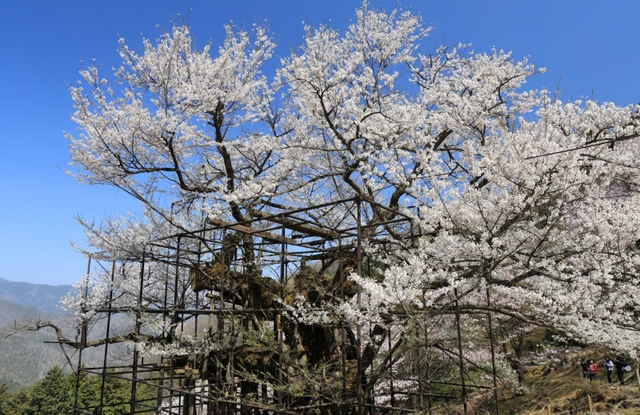 記録的早さで満開を迎えた「樽見の大桜」。樹齢千年とも言われる古木が、懸命の治療によって年々、元気を取り戻している＝２９日午前、養父市大屋町樽見