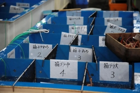 競りでは、細かく仕切られた水槽にカニの区分を示す札が並ぶ。区分ごとに競りが行われる＝柴山港