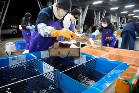 選別した松葉ガニを水槽に入れる選別人の女性＝柴山港