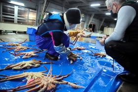 大きなカニや傷のあるカニは、ブルーシートに並べて仲買人に見せる＝柴山港