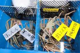 「番ガニ大」「小スス」「出スス大」「出ススボタ小」と札が並ぶ＝柴山港