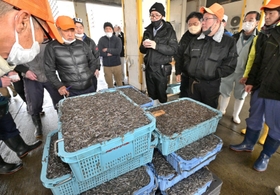 シンコを競り落とす仲買人ら＝４日午前、神戸市垂水区平磯３、垂水漁港