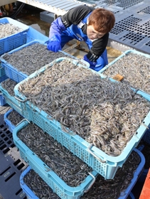 水揚げされたイカナゴのシンコ（稚魚）＝４日午前、神戸市垂水区平磯３、垂水漁港