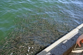 ボラとみられる魚の大群＝５日午後、神戸市中央区波止場町