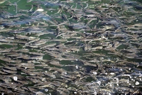 ボラとみられる魚の大群＝５日午後、神戸市中央区波止場町