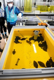 処理水を混ぜた海水で飼育されているヒラメなど＝福島県（代表撮影）