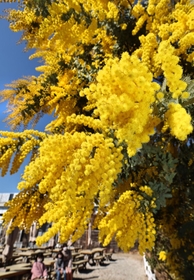 青空に向かって黄金色の房状の花を咲かせるミモザ＝神戸市中央区港島南町７、神戸どうぶつ王国