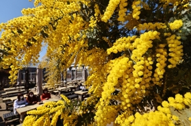 青空に向かって黄金色の房状の花を咲かせるミモザ＝神戸市中央区港島南町７、神戸どうぶつ王国