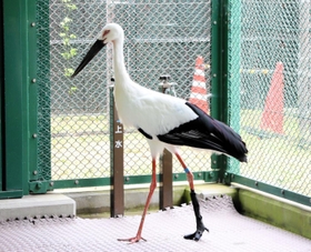 死んだコウノトリ「Ｊ０４８」。装具を付けてリハビリしていた（２０２２年５月撮影）