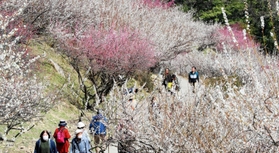 紅白の梅で春色に染まった綾部山梅林＝１４日午前、たつの市御津町黒崎