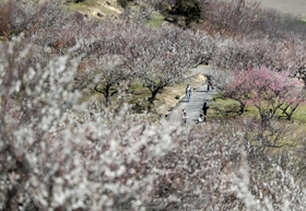紅白の梅で春色に染まった綾部山梅林＝１４日午前、たつの市御津町黒崎