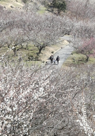 斜面が真っ白に染まった綾部山梅林＝１４日午前、たつの市御津町黒崎