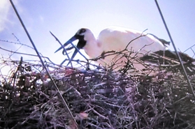 記録ビデオの映像で食べ戻しを確認したコウノトリ（淡路市提供）