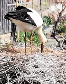 ３年連続でふ化させたコウノトリ。ひなの姿は見えていない＝１６日午前、淡路市内