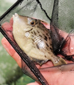 カワハギの稚魚＝神戸市垂水区本多聞４