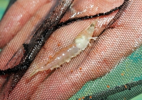 バナメイエビの稚魚＝神戸市垂水区本多聞４