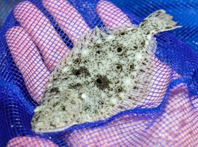 ヒラメの稚魚＝神戸市垂水区本多聞４