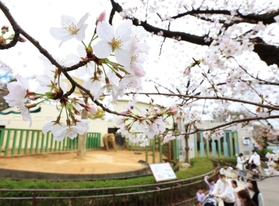 開花した王子動物園のサクラ＝２４日午前、神戸市灘区王子町３（撮影・鈴木雅之）