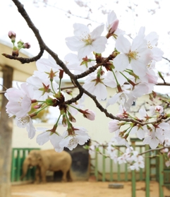 開花した王子動物園のサクラ＝２４日午前、神戸市灘区王子町３（撮影・鈴木雅之）