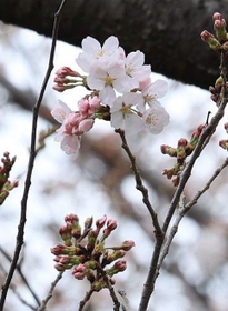 今春から新たに神戸のサクラ開花の基準となった標本木のソメイヨシノ。数輪の開花が確認された＝２４日午前、神戸市灘区王子町３、王子動物園（撮影・鈴木雅之）