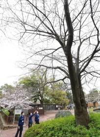 今春から新たに神戸のサクラの開花や満開の基準となった標本木のソメイヨシノ。神戸地方気象台の職員が開花を確認した＝２４日午前、神戸市灘区王子町３、王子動物園（撮影・鈴木雅之）
