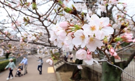 開花宣言を迎えた王子動物園の桜＝２４日午前、神戸市灘区王子町３（撮影・鈴木雅之）