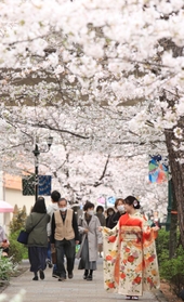 満開に近づくソメイヨシノ。たくさんの人が散歩や写真撮影を楽しんでいた＝２５日午後、宝塚市栄町１（撮影・吉田敦史）