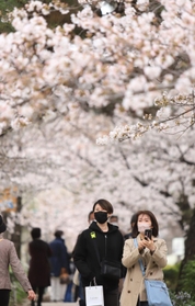 満開に近づくソメイヨシノ。たくさんの人が散歩や写真撮影を楽しんでいた＝２５日午後、宝塚市栄町１（撮影・吉田敦史）