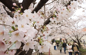 満開に近づくソメイヨシノ。家族連れらが歩きながら花見を楽しんでいた＝２５日午後、宝塚市栄町１（撮影・吉田敦史）
