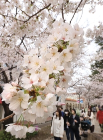 満開に近づくソメイヨシノ。家族連れらが歩きながら花見を楽しんでいた＝２５日午後、宝塚市栄町１（撮影・吉田敦史）