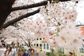 枝いっぱいに花を咲かせたソメイヨシノ。多くの人でにぎわった＝２５日午後、宝塚市栄町１