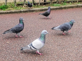 公園を散歩するハトの群れ＝明石市内