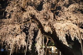 地元の人たちが集まった夜桜観賞会。しの笛奏者が美しい音色を響かせた＝兵庫県川西市赤松
