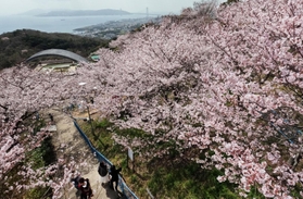 明石海峡大橋を背景に咲き誇るソメイヨシノ＝２７日、神戸市須磨区一ノ谷町５、須磨浦山上遊園