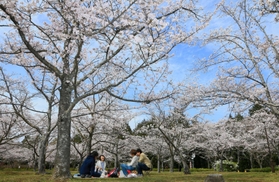 青空の下、桜をめでる来園者から笑みがこぼれる＝兵庫県稲美町草谷、さくらの森公園