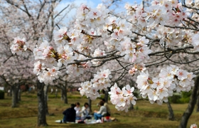 ソメイヨシノが咲き誇る園内＝稲美町草谷、さくらの森公園